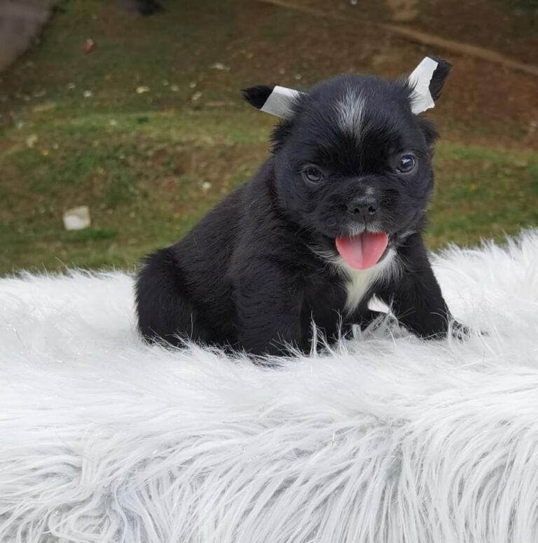 Fluffy Frenchie Bulldog pied black